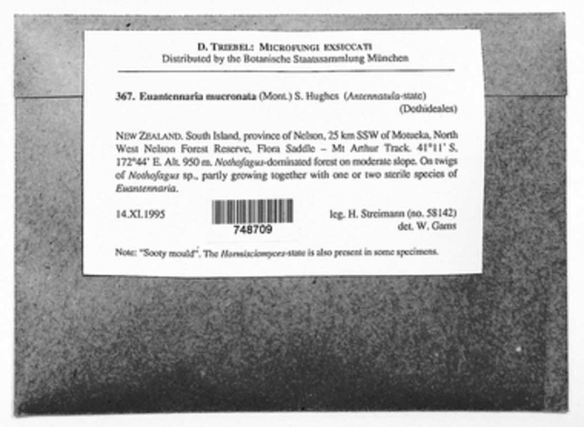 Euantennaria image